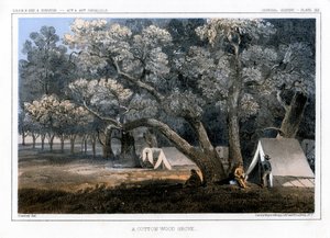 Um bosque de madeira de algodão, 1856 de John Mix Stanley