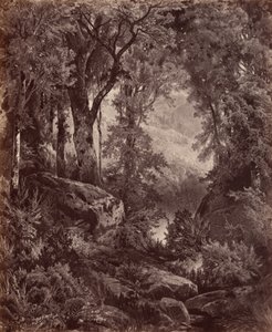 Solitude,1865 (foto) de John Moran