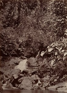 Cenário Tropical, Cascata, Rio Limon, 1871.