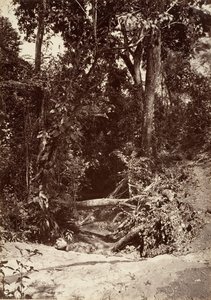 Tropical Scenery, The Brook El Bano, Chipigana, 1871.