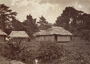 Cenário Tropical, Turbo Village, 1871.