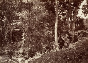Tropical Scenery, View Near Chipigana, 1871. de John Moran