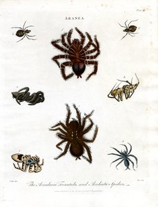 ARANEA: Avicularia;Aranhas Tarântula e Aculeata