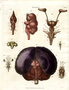 Ilustrações anatómicas do cérebro e do sistema nervoso (placa 6) de John Pass