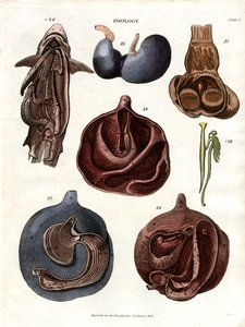 Ilustrações anatómicas dos órgãos internos (Placa 7) de John Pass