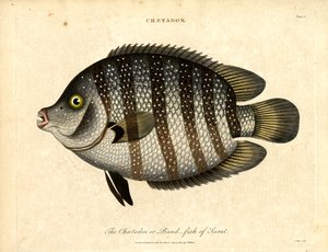 Peixe-banda de Surat de John Pass