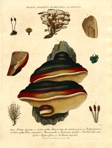 Blasia;Boletus;Buxbaumia;e Byssus de John Pass