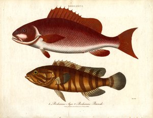 Bodianus - Duas espécies de perca do mar de John Pass