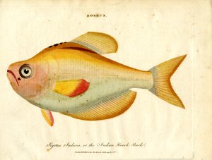 Bossus: Corcunda indiana
