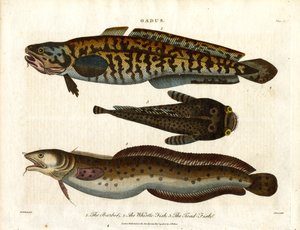 Burbot; badejo e peixe-sapo