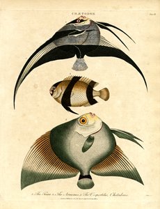 Peixe-borboleta: Freira;Acuauna e Vespertilio de John Pass