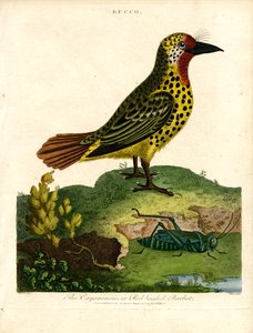 Barbete de Caiena (Bucco) de John Pass