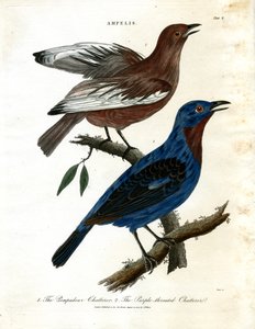 Chatterers (Ampelis) de John Pass