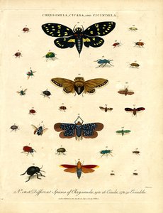 Chrysomela;Cigarra e Cicindela de John Pass