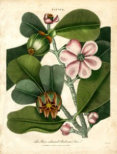 Clusia - A árvore de bálsamo cor-de-rosa de John Pass