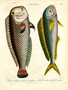 Espécies de Coryphaena: Coryphaena de cinco dedos e golfinho pequeno de John Pass