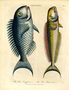 Coryphæna - Golfinhos de John Pass