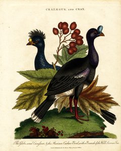 Crataegus e Crax: Mutum e Cajueiro Mexicano com Árvore de Serviço Selvagem de John Pass