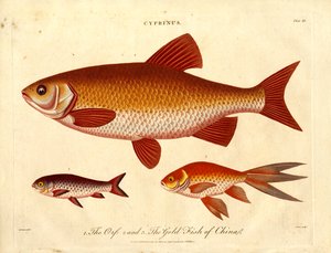 Cyprinus: Peixe Orfe e Peixe Dourado da China