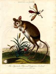 Diopsis e Dipus (mosca-dos-olhos-pedunculados e Jerboa egípcia)