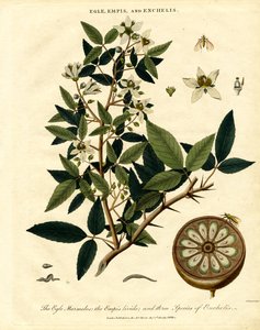 Egle;Empis e Enchelis de John Pass