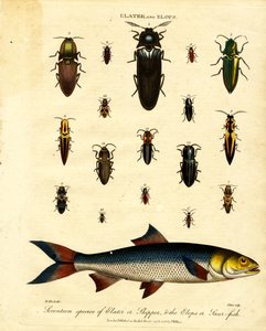 Elater e Elops: Dezassete espécies de Elater ou Skipper; os Elops ou Saur-fish de John Pass