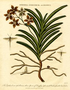 Epidendrum; Ephemera; e Erodius