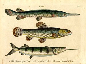 Esox: Espécies de lúcio e de peixe-espada de John Pass
