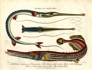 Filaria e Fistularia - Vermes de rosca e peixes-tubo