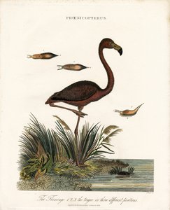Flamingo de John Pass