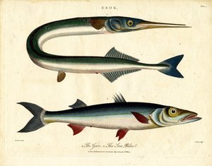 Gar e lúcio do mar de John Pass