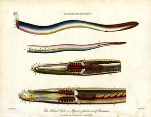 Gastrobranchus - O peixe cego ou peixe-carneiro de John Pass