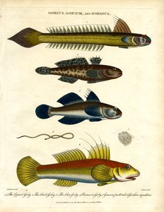 Gobius; Gonium e Gordius: Gobies e vermes de cabelo de John Pass