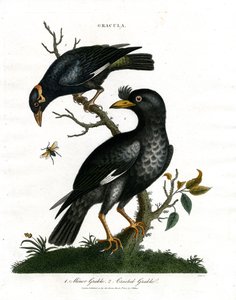 Gralhas - Gralhas-pequenas e Gralhas-de-crista de John Pass