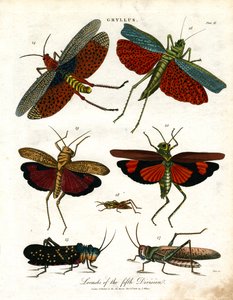Gryllus: Gafanhotos da Quinta Divisão