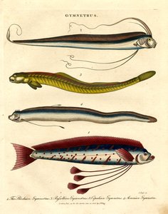 Espécies de Gymnetrus - Peixe de fita