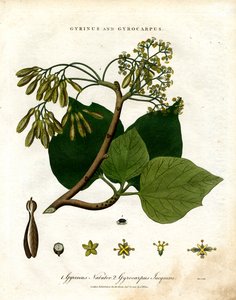 Gyrinus e Gyrocarpus de John Pass