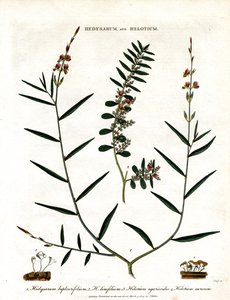 Hedysarum e Helotium de John Pass