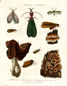 Helvella e Hemerobius de John Pass