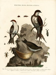 Hirundo;Hispa;Hister  Hortia: Andorinhas e escaravelhos de John Pass