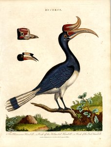 Espécies de Hornbill com detalhes da fatura de John Pass