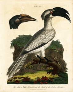 Calaus (Buceros) de John Pass