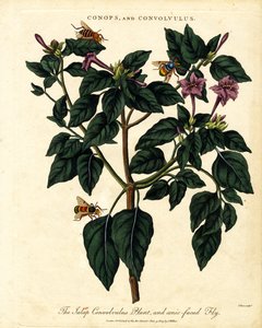 Planta Jalap Convolvulus e mosca da cara cónica de John Pass