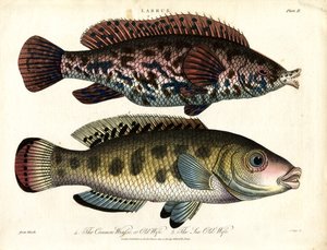 Labrus: Peixe-bruxa comum e peixe-bruxa do mar de John Pass