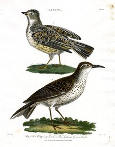 Espécies de cotovias - Cotovia e cotovia-africana de John Pass