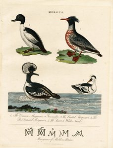 Pato-mergulhão (Mergus) de John Pass