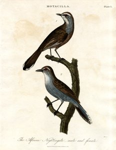 Motacilla - Rouxinol africano