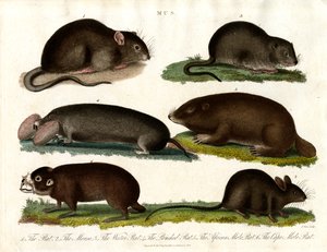 Mus: Ilustração de vários roedores do género Mus de John Pass