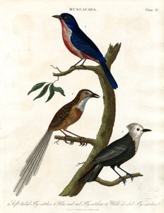 Muscicapa - Espécie de papa-moscas de John Pass