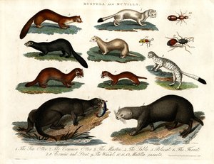 Mustela e Mutilla: Ilustração de vários Mustelídeos e Insectos Mutilla de John Pass